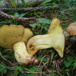 Suillus collinitus