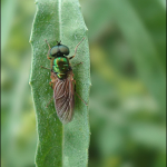 Chloromyia formosa