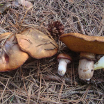 Suillus luteus