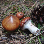 Suillus luteus