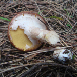 Suillus luteus