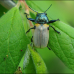 Labidostomis lucida