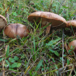 Tricholoma batschii