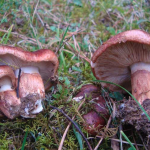 Tricholoma batschii