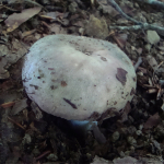 Russula cyanoxantha