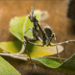 Empusa pennicornis