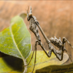 Empusa pennicornis