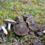 Tricholoma gausapatum