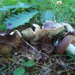 Russula heterophylla f. adusta