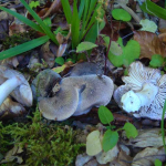 Tricholoma orirubens