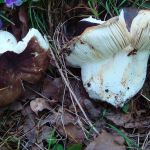 Russula heterophylla f. adusta