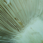 Russula heterophylla f. adusta, detail of forked gills