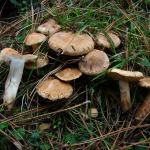 Tricholoma psammopus