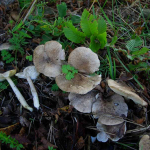 Tricholoma scalpturatum