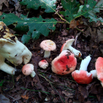 Russula luteotacta