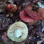 Russula melitodes