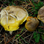 Tricholoma sejuctum var coniferarum 