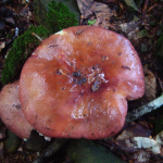 Russula melitodes