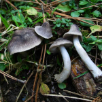 Tricholoma terreum