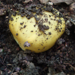 Russula ochroleuca 