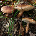 Tricholoma ustaloides