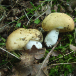 Russula ochroleuca 