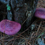 Tricholomopsis rutilans