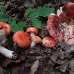 Russula persicina