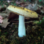 Russula risigallina