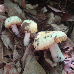 Russula risigallina