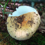 Russula risigallina