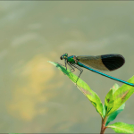 Calopteryx splendens