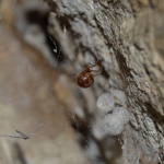 Steatoda triangulosa