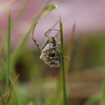 Uloborus walckenaerius