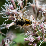 Eristalis arbustorum