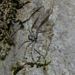 Philodromus margaritatus