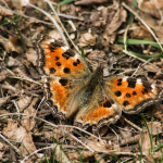 Nymphalis polychloros