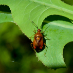 Deraeocoris ruber