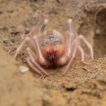 Galeodes araneoides