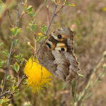 Chazara briseis