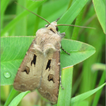 Agrotis exclamationis