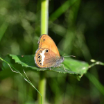 Coenonympha arcania