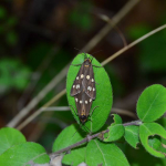 Dysauxes punctata