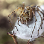 Oxyopes heterophthalmus