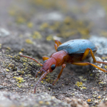 Brachinus elegans