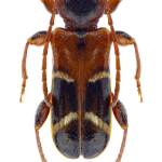 Poecilium alni