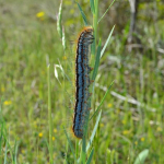 Malacosoma neustria