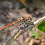 Sympetrum striolatum