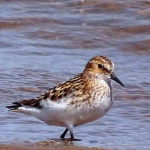 Calidris minuta