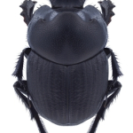 Euonthophagus amyntas